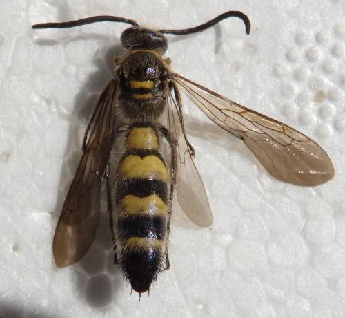 Réf. 216 338 : Dielis dorsata